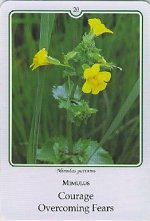 Bachremedie Mimulus / Maskerbloem Maskerbloem
