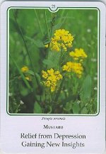 Bachremedie Mustard / Herik Herik