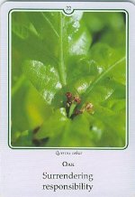 Bachremedie Oak /Eik Eik