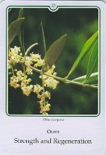 Bachremedie Olive / Olijf Olijf