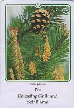 Bachremedie Pine / Den Den
