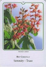 Bachremedie Red Chestnut / Rode Kastanje Rode Kastanje
