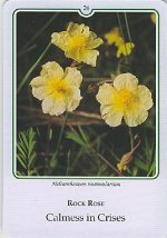 Bachremedie Rock Rose / Zonneroos Zonneroos