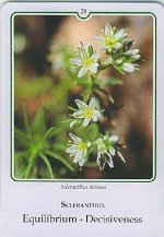 Bachremedie Sclerantus / Hardbloem Hardbloem