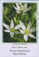 Bachremedie Star of Bethlehem / Vogelmelk Vogelmelk