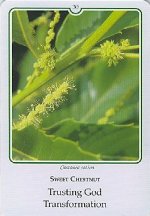 Bachremedie Sweet Chestnut / Tamme Kastanje Tamme kastanje