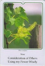 Bachremedie Vine / Wijnstok Wijnstok