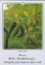Bachremedie Walnut / Walnoot Walnoot