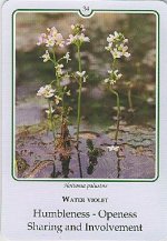 Bachremedie Water Violet / Waterviolier Waterviolier
