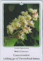 Bachremedie White Chestnut / Paardekastanje Paardekastanje