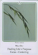 Bachremedie Wild oat, Ruwe Dravik Ruwe dravik