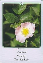 Bachremedie Wild Rose / Hondsroos Hondsroos
