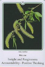 Bachremedie Willow / Wilg Wilg